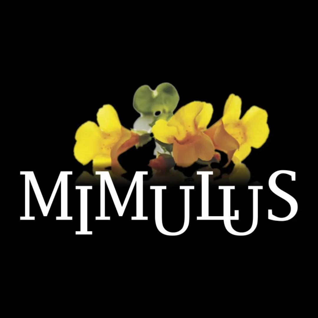 Flyer: Baile Mimulus